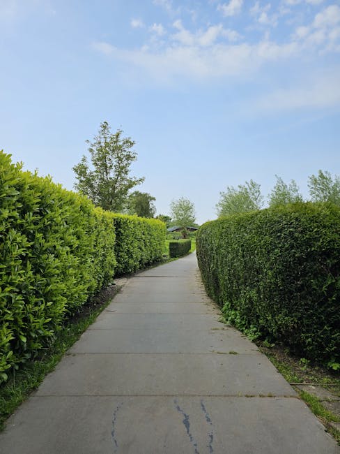 A dense, neatly trimmed hedge composed of dark green, glossy evergreen foliage, with small, pointed leaves arranged densely along the thin branches. The hedge appears well-maintained, with some new gr