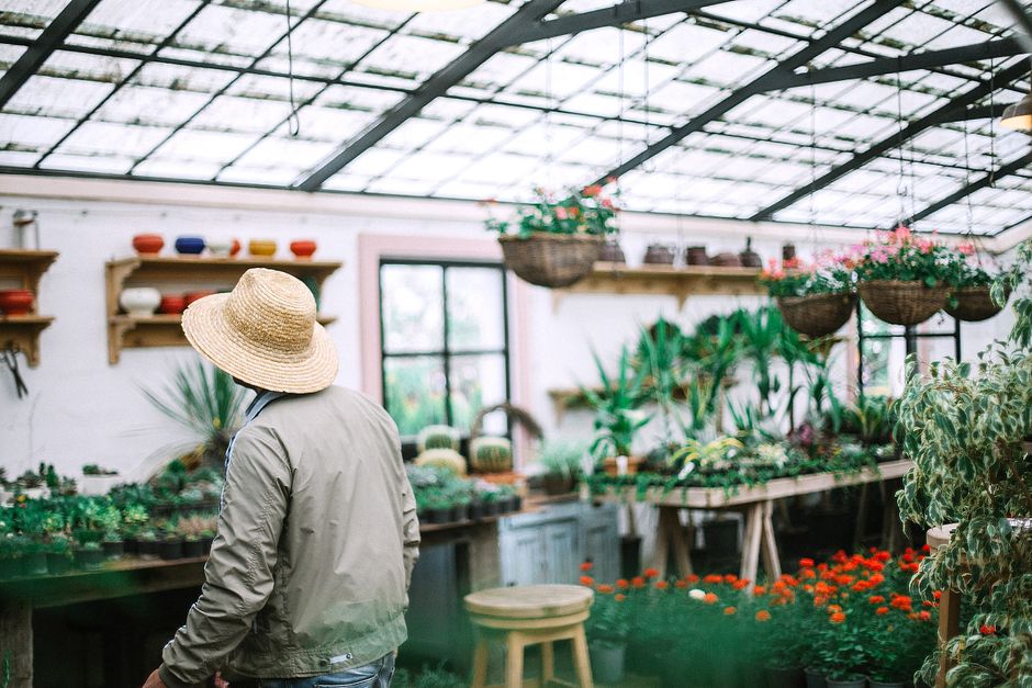 A person wearing a wide-brimmed straw hat and a grey jacket stands inside a bright greenhouse filled with a variety of potted plants, including leafy green foliage and flowering plants. The greenhouse